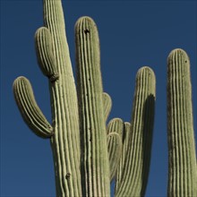 Cactus against blue sky.