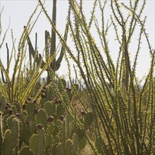 Cactus and desert plants, Saguaro National Park, Arizona.