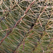 Close up of Barrel Cactus.