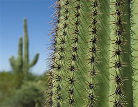 Close up of Saguaro Cactus, Saguaro National Park, Arizona.