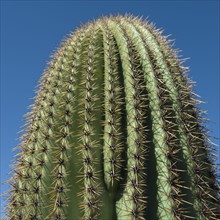 Close up of Saguaro Cactus.