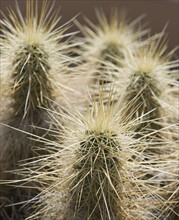 Close up of Cholla Cactus.