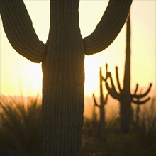 Close up of Saguaro cactus.