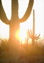 Sun shining behind cactus, Saguaro National Park, Arizona.