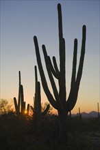 Cactus plants, Saguaro National Park, Arizona.