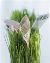 Close up of euros in grass.