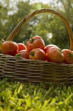Basket of fresh tomatoes on grass. Date: 2008
