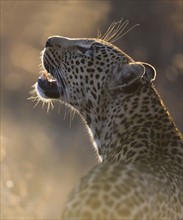 Close up of leopard looking up. Date : 2008