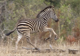 Young, playful zebra. Date : 2008