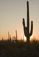 Sun behind cactus, Saguaro National Park, Arizona.