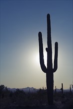 Sun shining behind cactus, Saguaro National Park, Arizona.