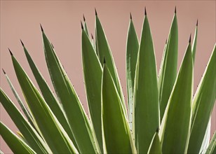 Close up of agave plant.