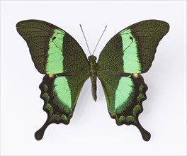 Close up of Emerald Swallowtail butterfly.