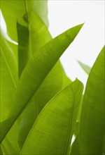 Close up of tropical plant, Bermuda.