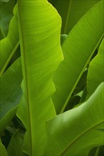 Close up of tropical plant, Bermuda.