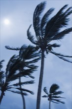 Tropical storm blowing palm trees, Bermuda.