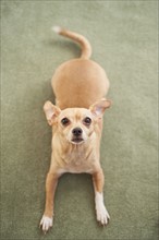 Small dog waiting on carpet.
