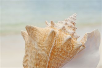 Close up of conch shell.