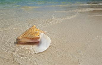 Conch shell on beach.