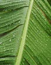 Close up of wet tropical leaf.