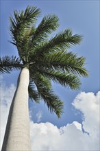 Cuban Cigar palm tree and blue sky.