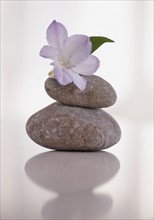 Tropical flower balanced on stones.