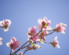 Close up of spring flowers on tree. Photographe : Jamie Grill