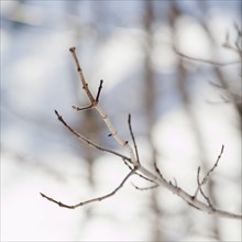 Snowy branch in winter. Photographe : Jamie Grill