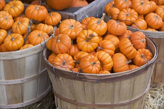 Baskets of decorative pumpkins. Photographe : fotog