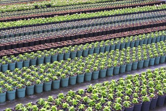 Rows of nursery plants. Photographe : fotog