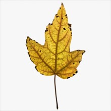 Autumn leaf. Photographe : Joe Clark