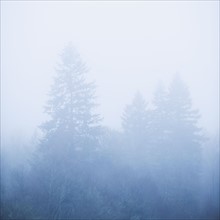 Trees in fog.