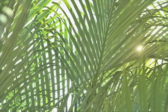 Sunlight on tropical plants.