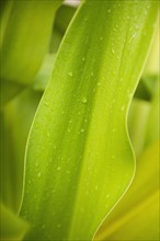 Close up of wet tropical leaf.