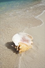 Conch shell on beach.