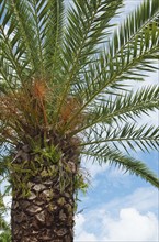 Canary Island Date palm tree.