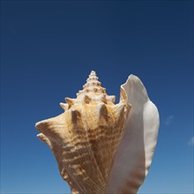 Close up of conch shell against blue sky.
