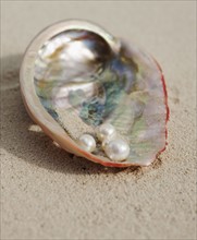 Close up of pearls in oyster shell.