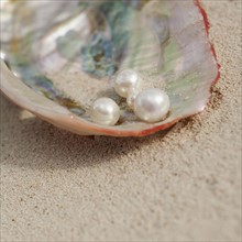 Close up of pearls in oyster shell.