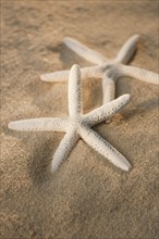 Starfish in sand.