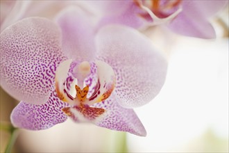 Close up of orchid.