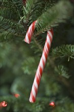 Candy cane hanging on Christmas tree.
