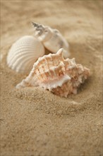 Sea shells in sand.