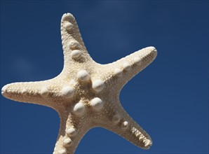 Starfish against blue sky.