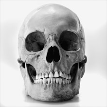 Human skull. Photographe : Joe Clark