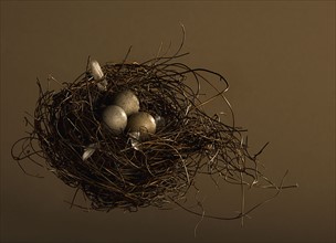 Eggs in birds nest. Photographe : Joe Clark