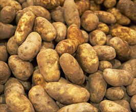 Idaho potatoes at a fruit stand. Photographe : fotog