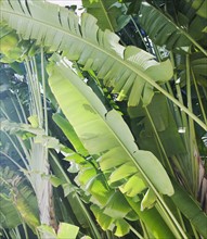 Close up of tropical leaves. Photographe : Jamie Grill