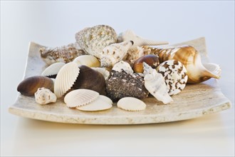 Assorted seashells. Photographe : Daniel Grill