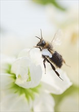 Close up of bee on honey jar. Photographe : Jamie Grill